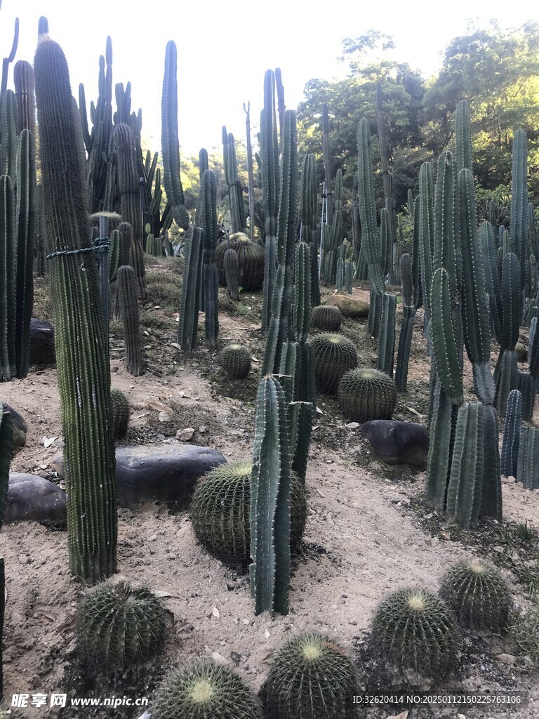 仙人掌