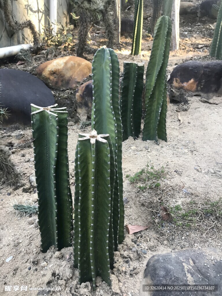 仙人掌