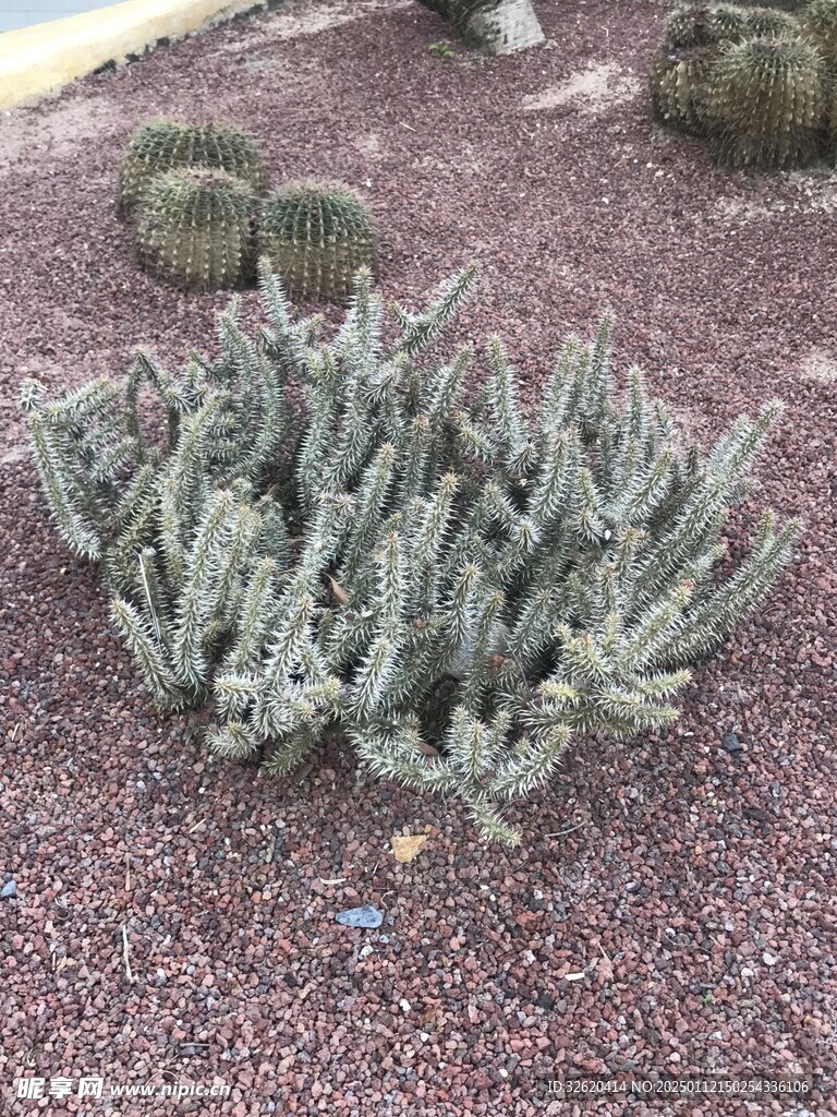 仙人掌