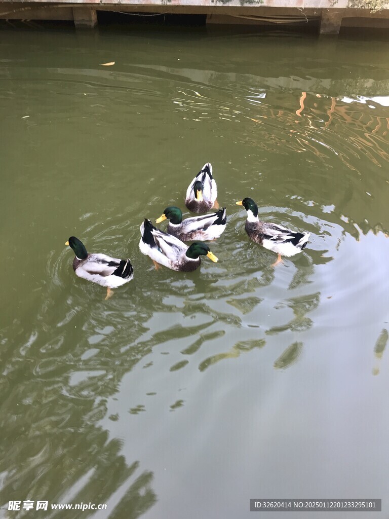 绿头鸭
