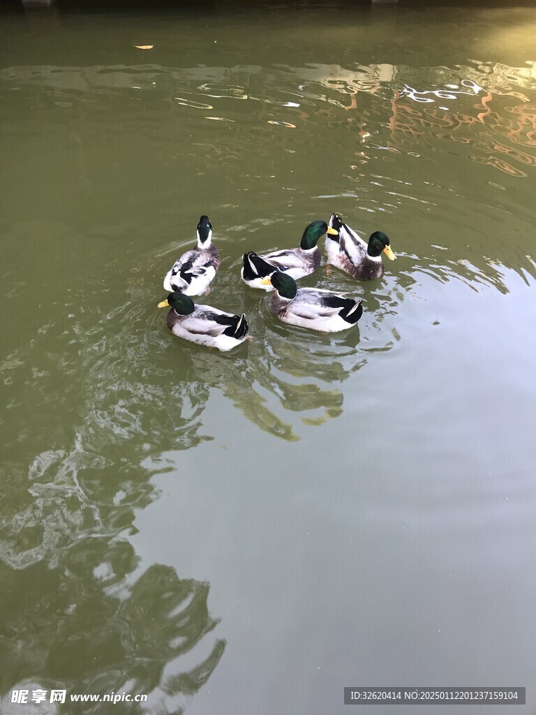 绿头鸭
