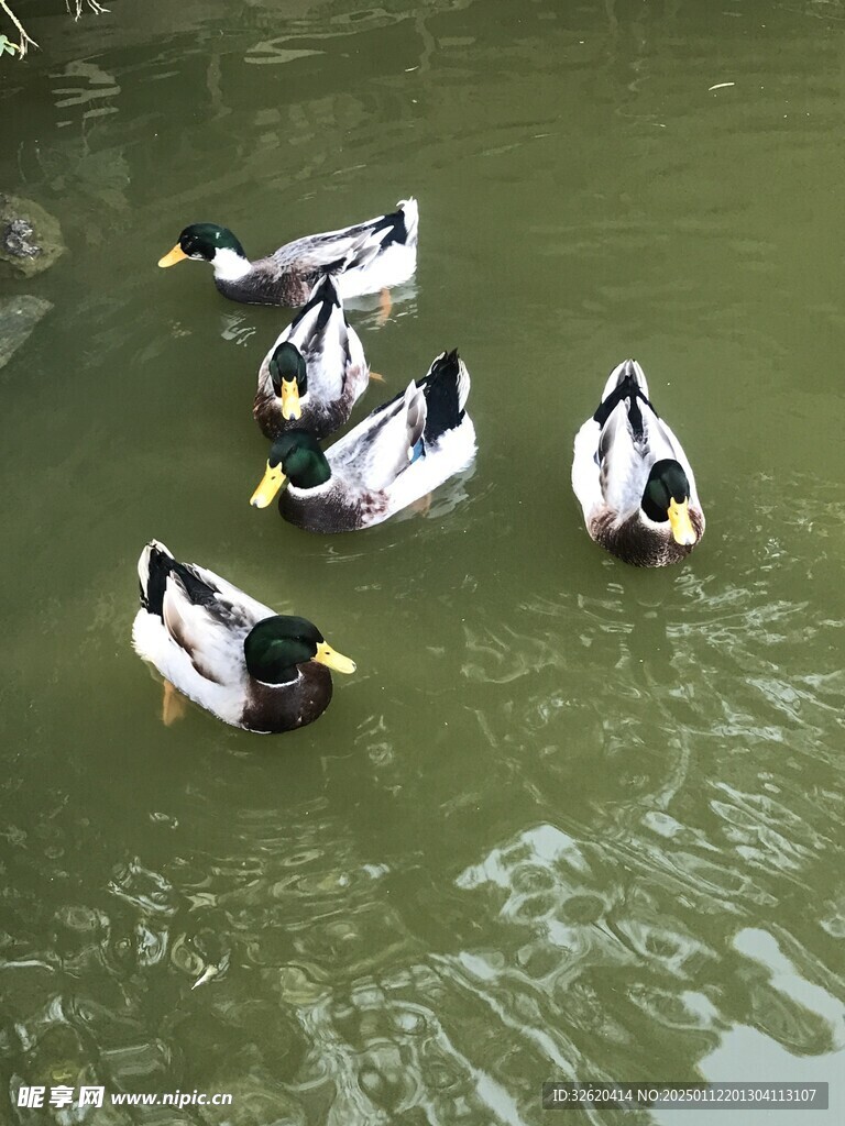 绿头鸭