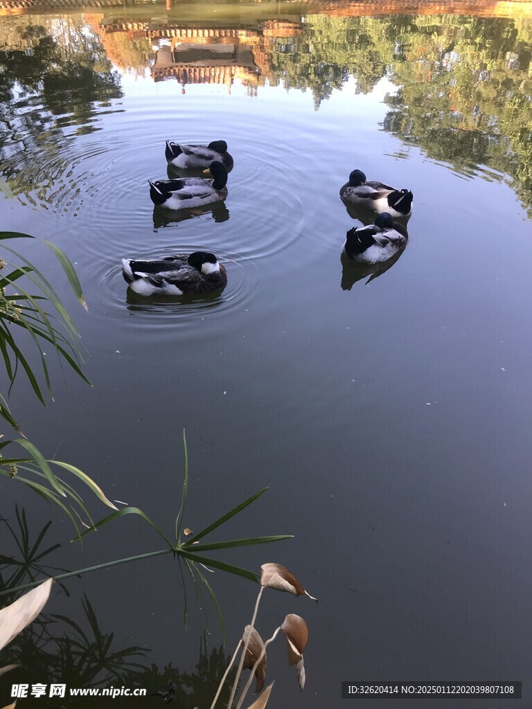 绿头鸭