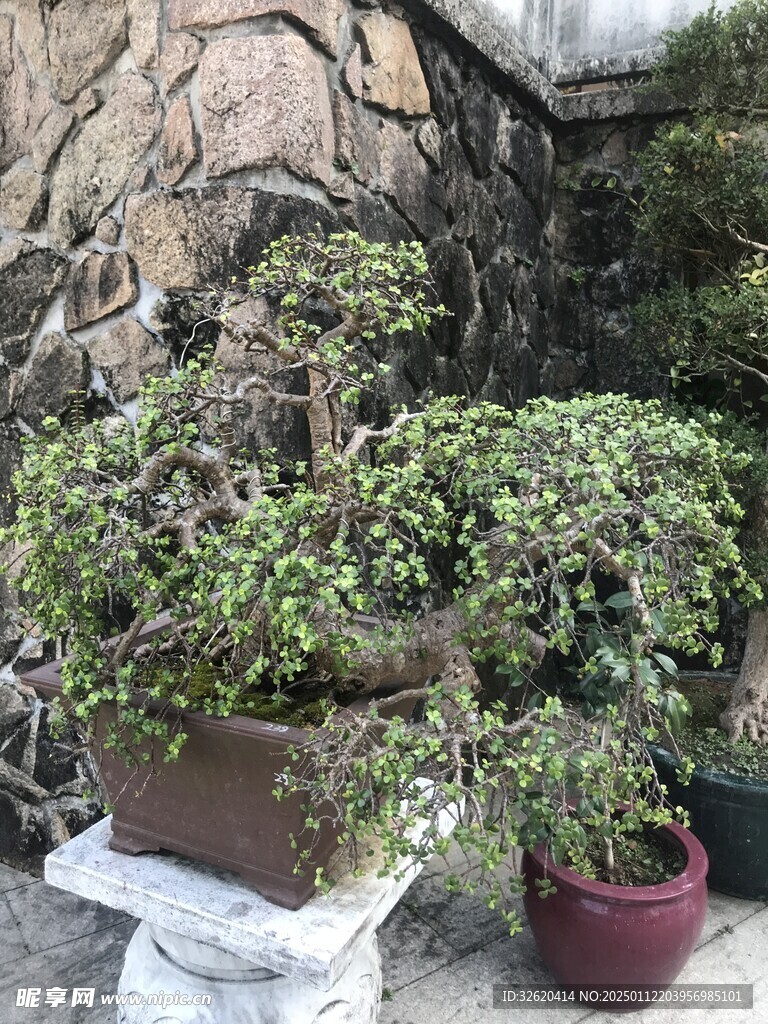 盆栽 盆景
