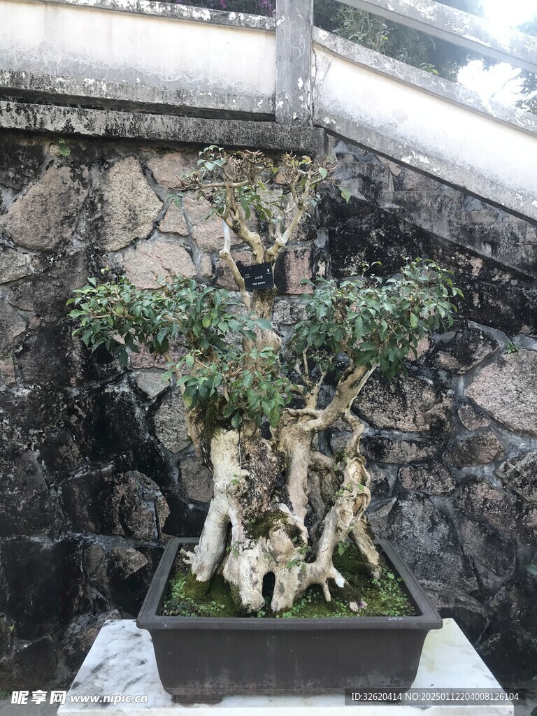 盆栽 盆景