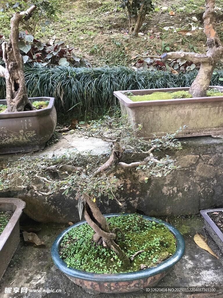 盆栽 盆景