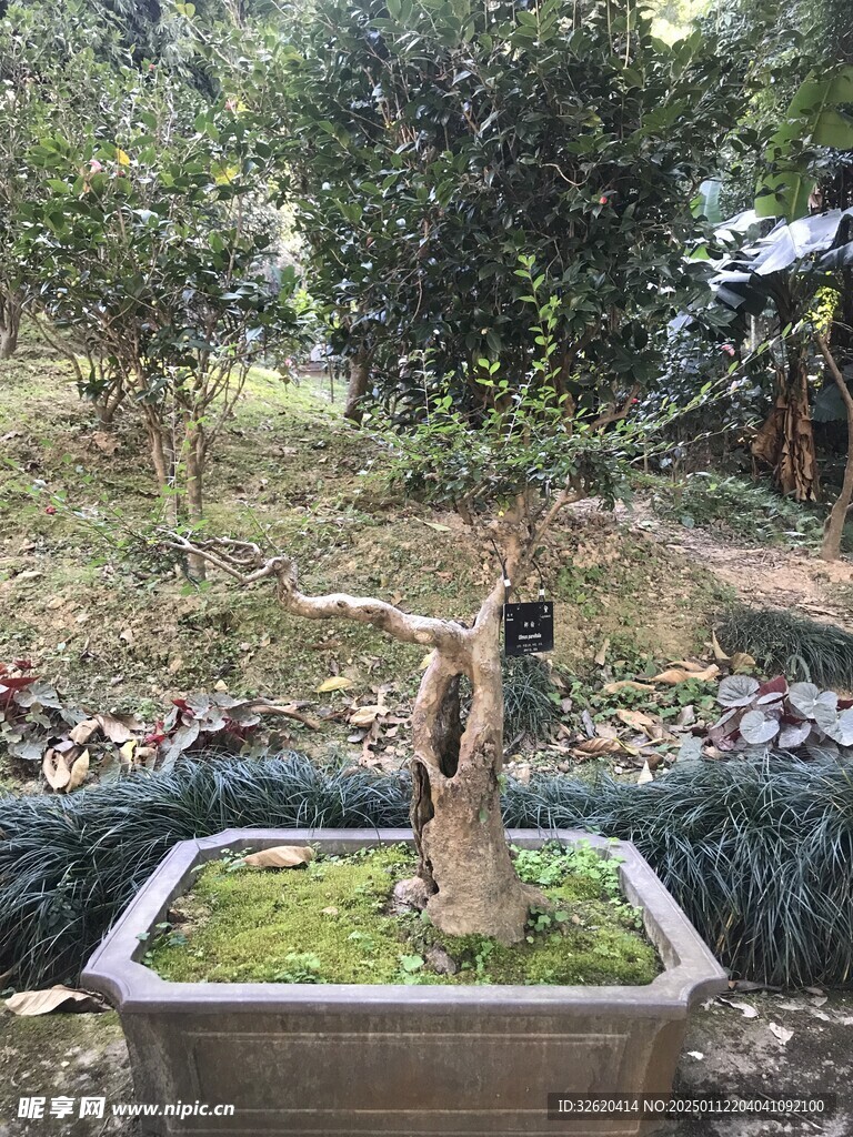 盆栽 盆景