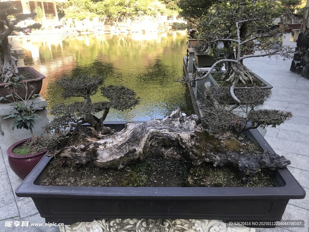 盆栽 盆景