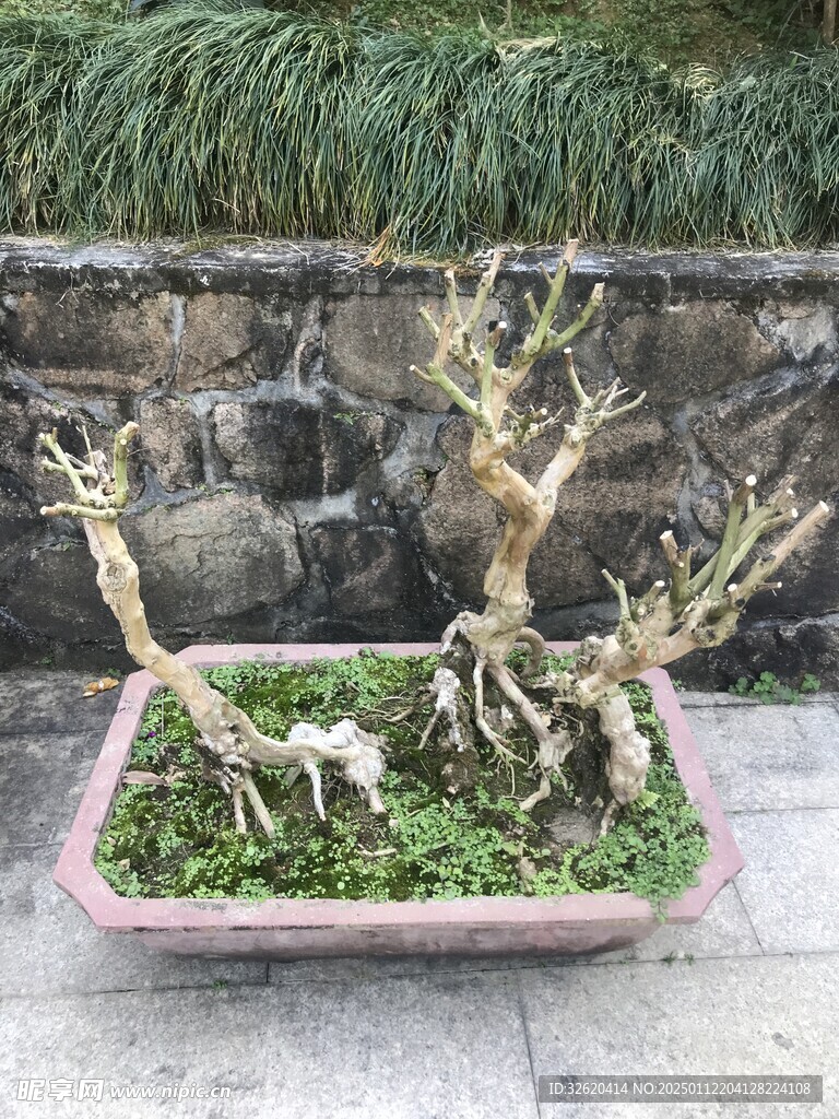 盆栽 盆景