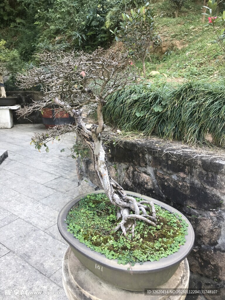 盆栽 盆景