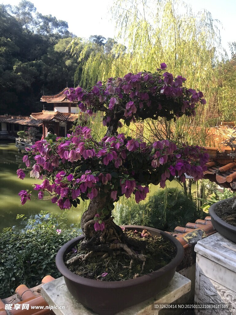 盆栽 盆景