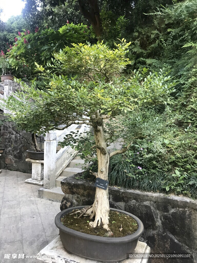 盆栽 盆景