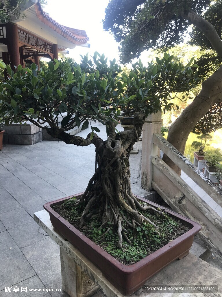 盆栽 盆景