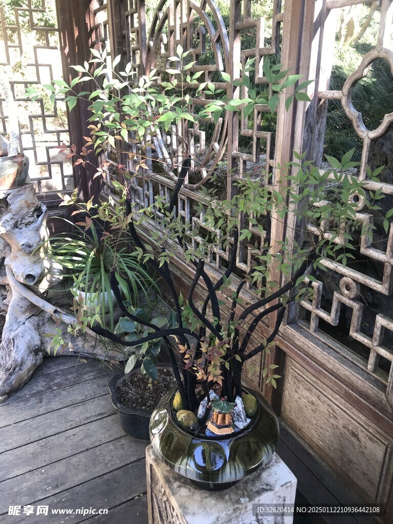 盆栽 盆景