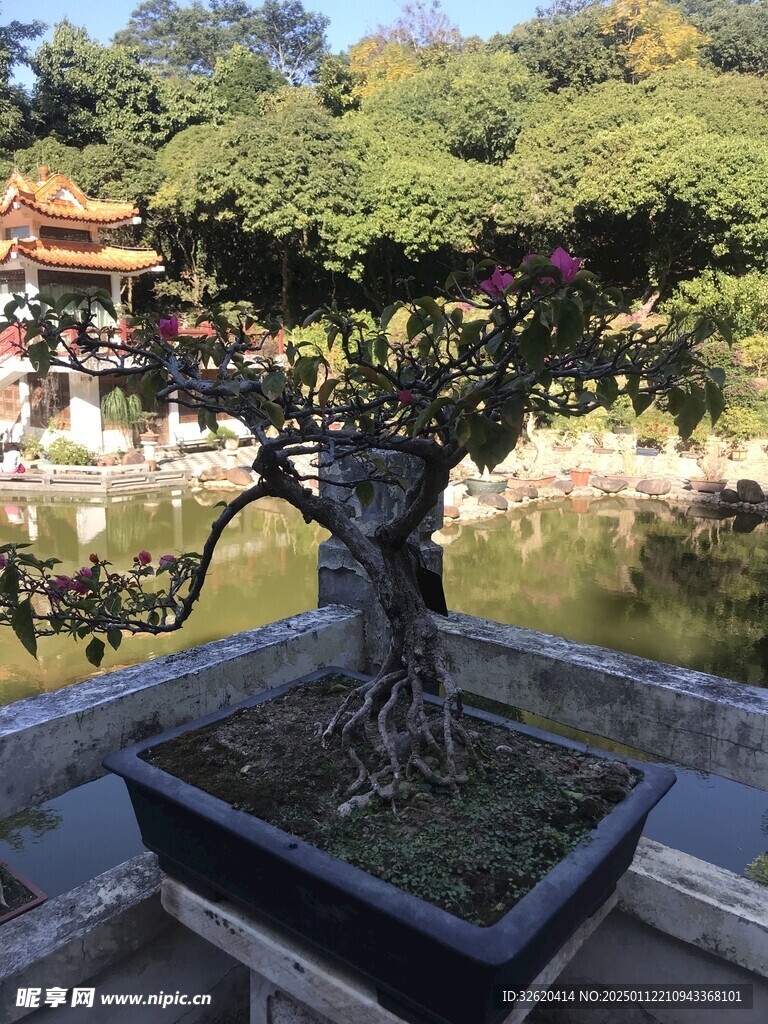 盆栽 盆景