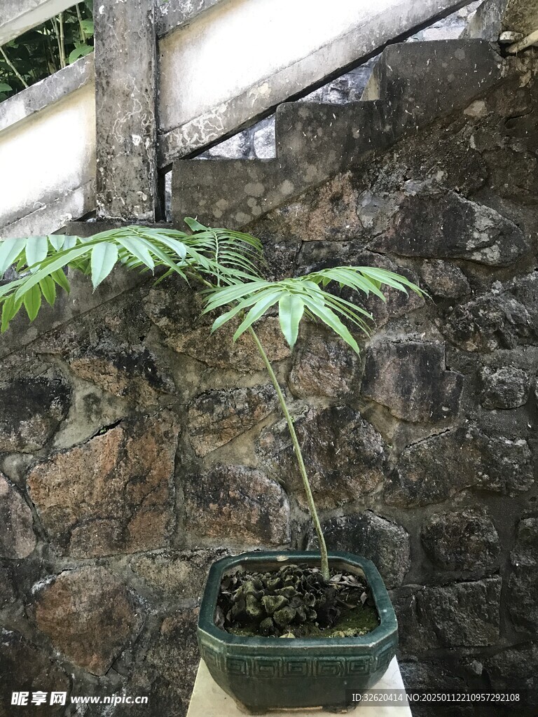 盆栽 盆景