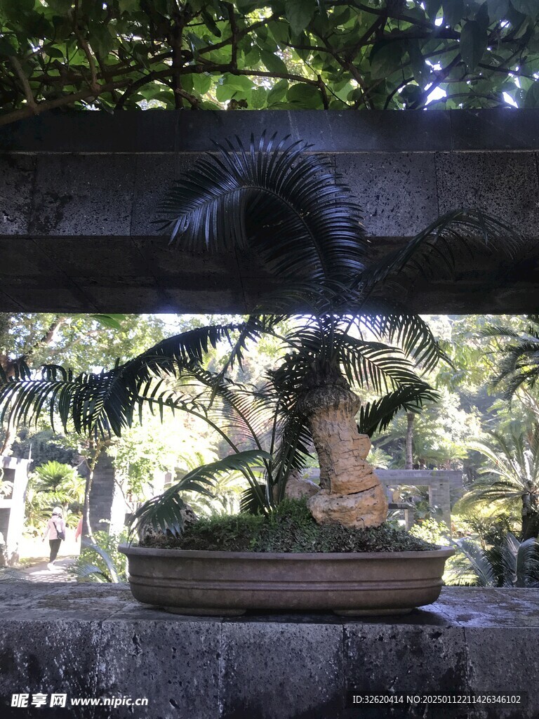 盆栽 盆景