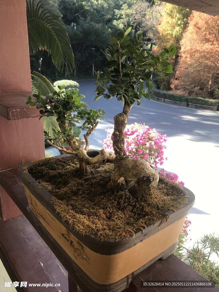 盆栽 盆景