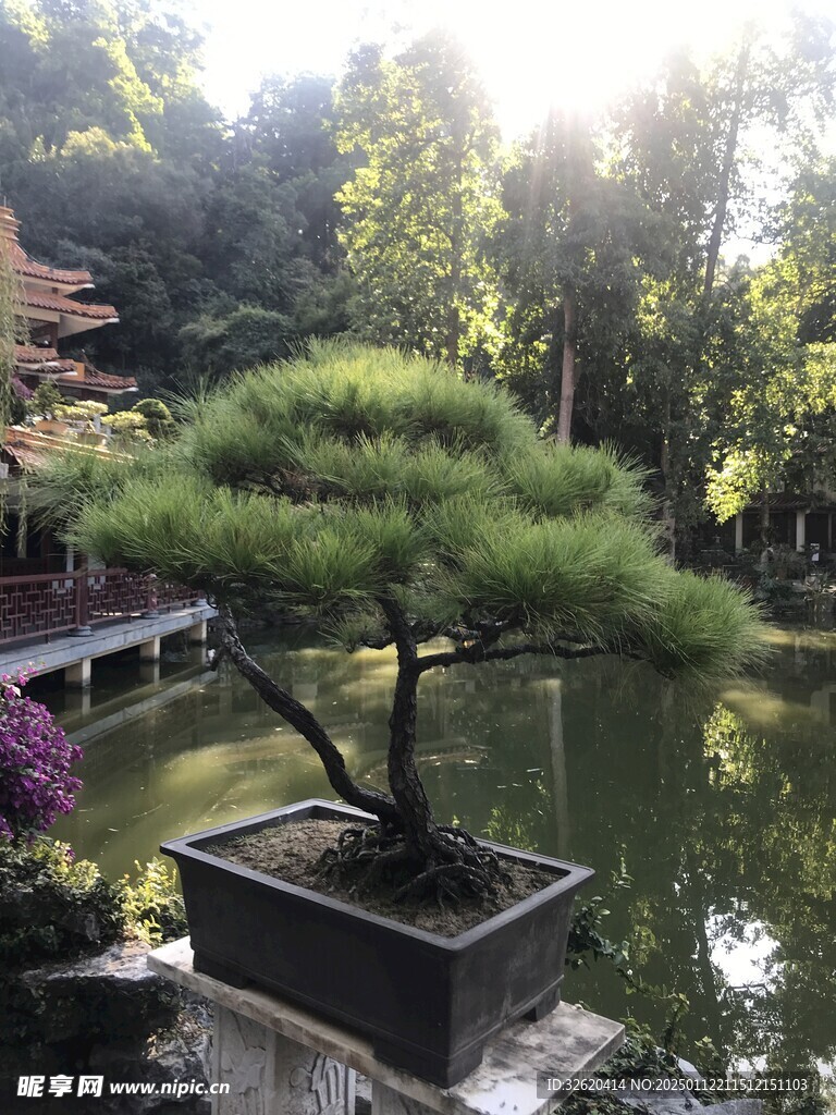 盆栽 盆景
