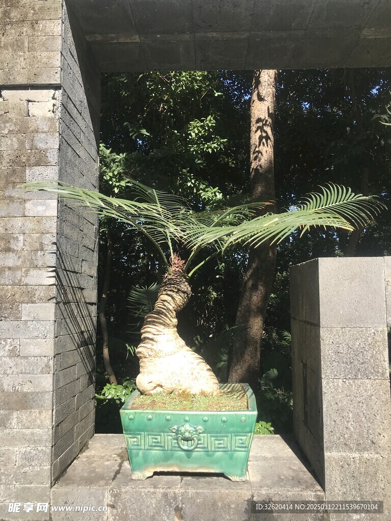 盆栽 盆景