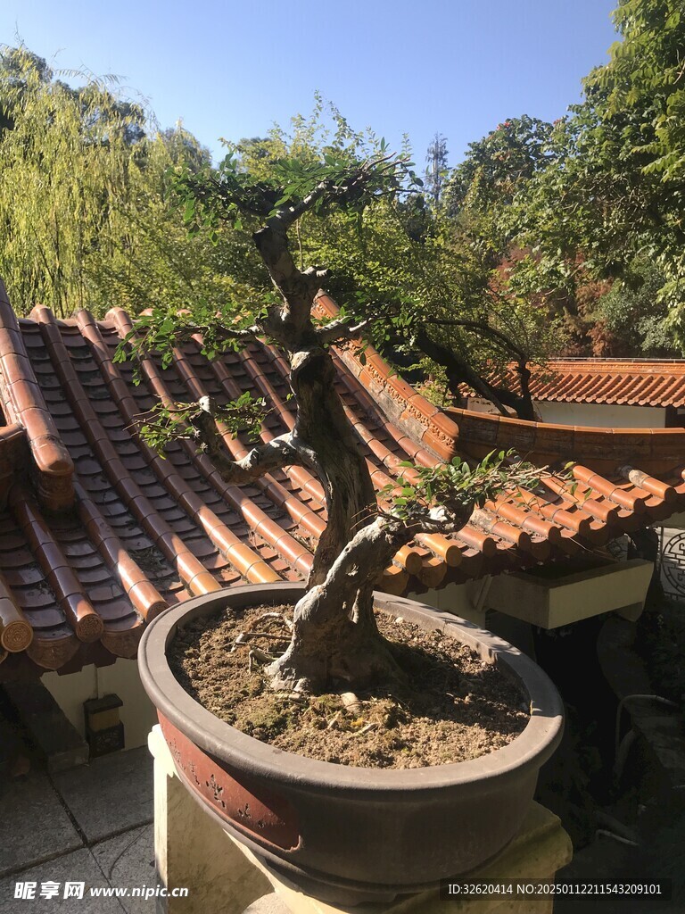 盆栽 盆景
