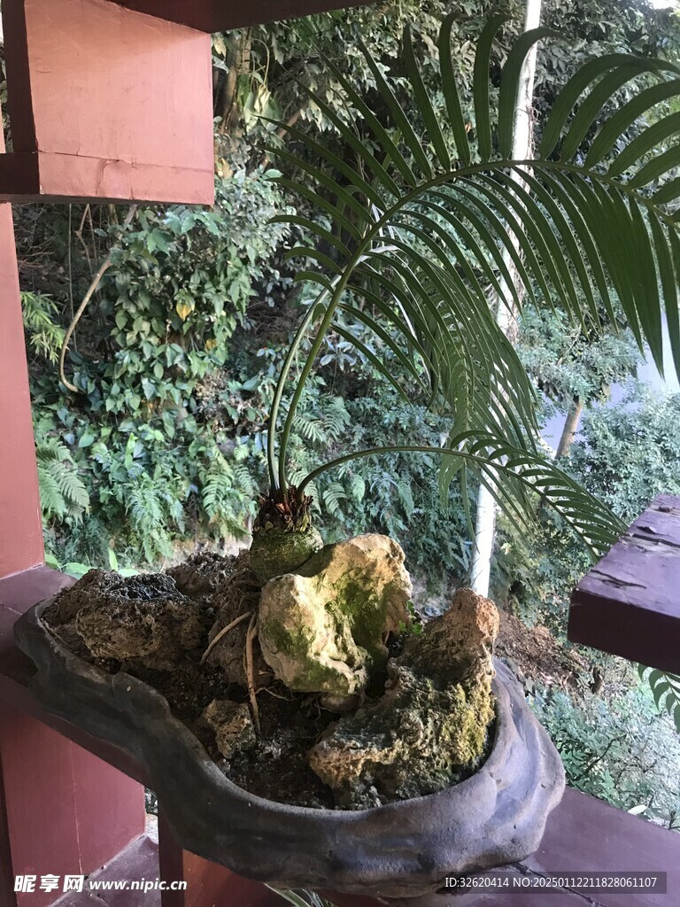 盆栽 盆景