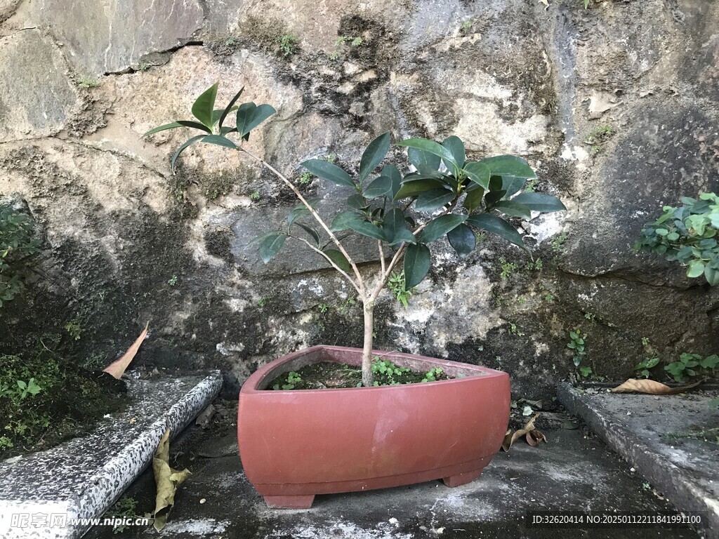盆栽 盆景