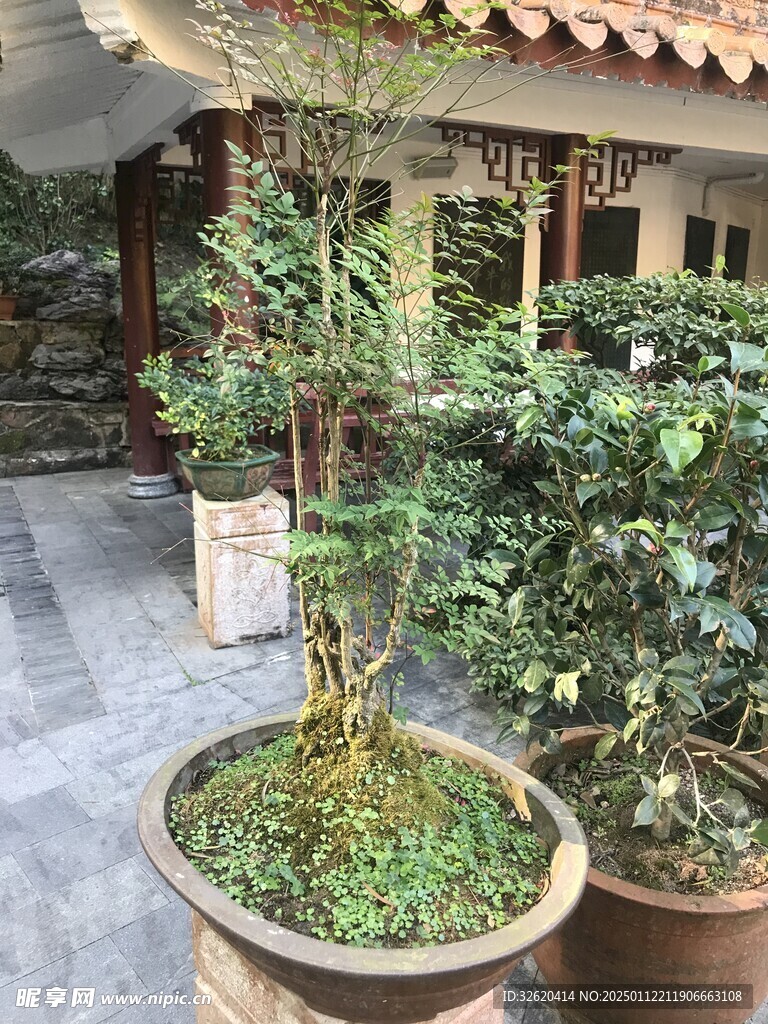 盆栽 盆景