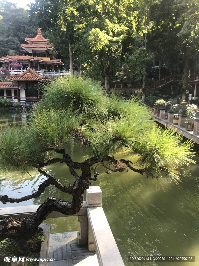 盆栽 盆景
