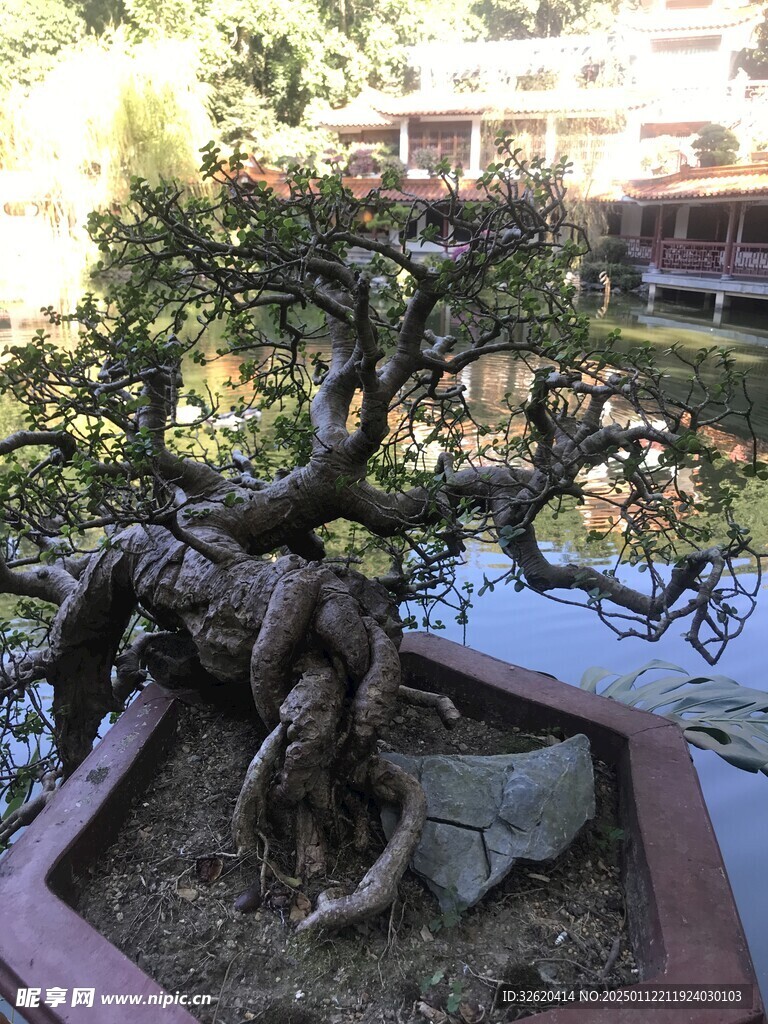 盆栽 盆景