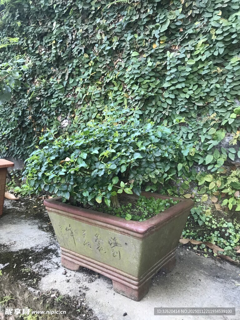 盆栽 盆景