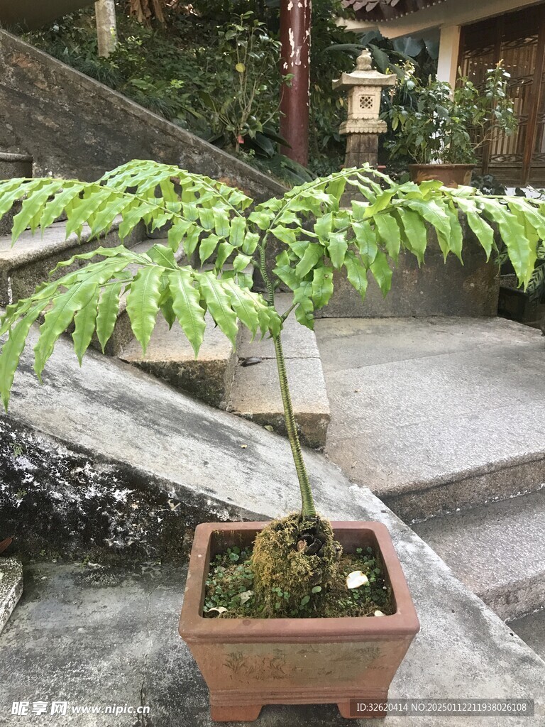 盆栽 盆景