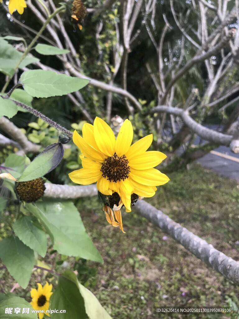 向日葵