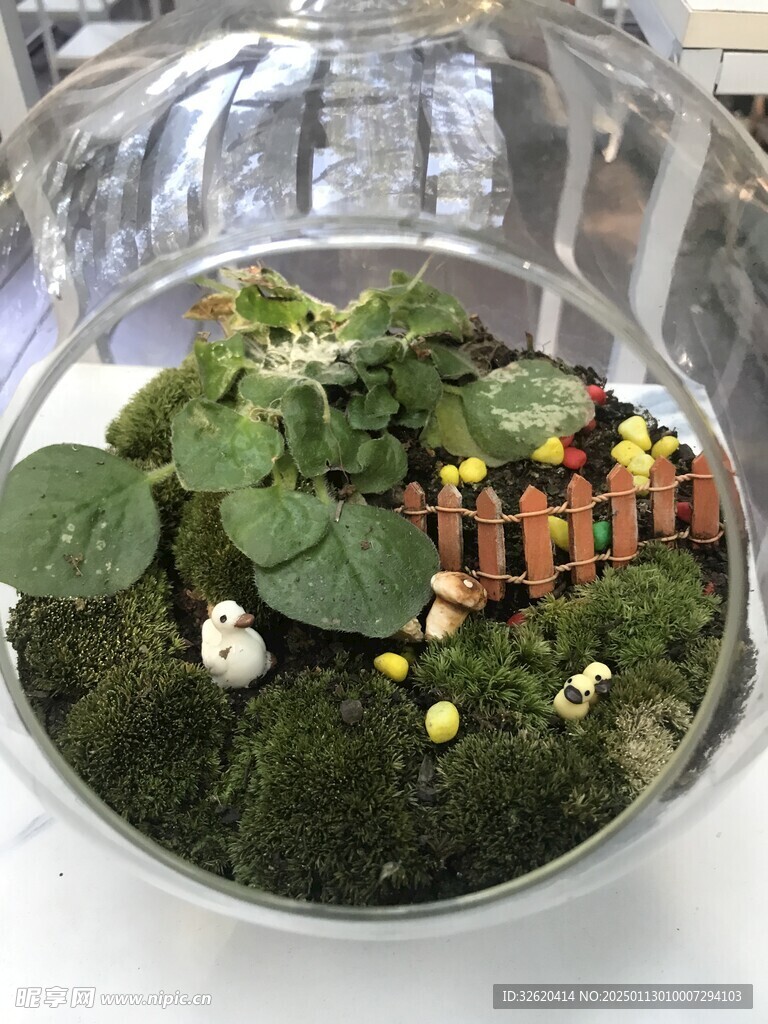 盆栽 盆景