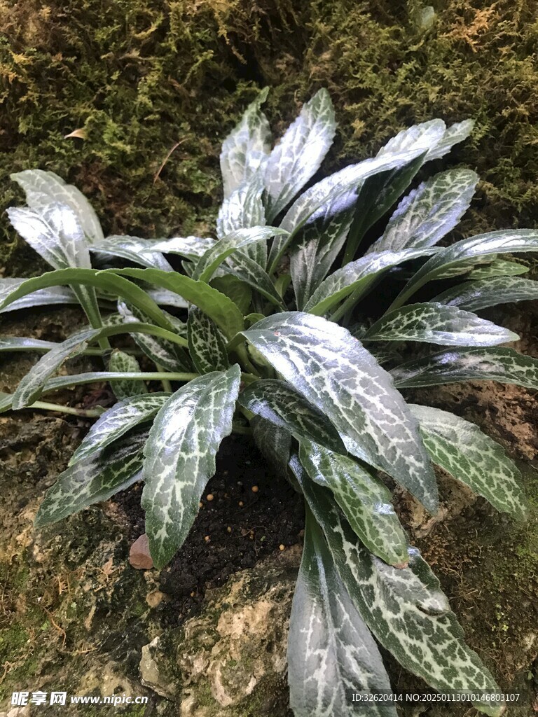 盆栽
