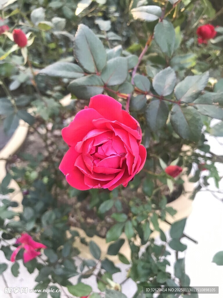 月季花