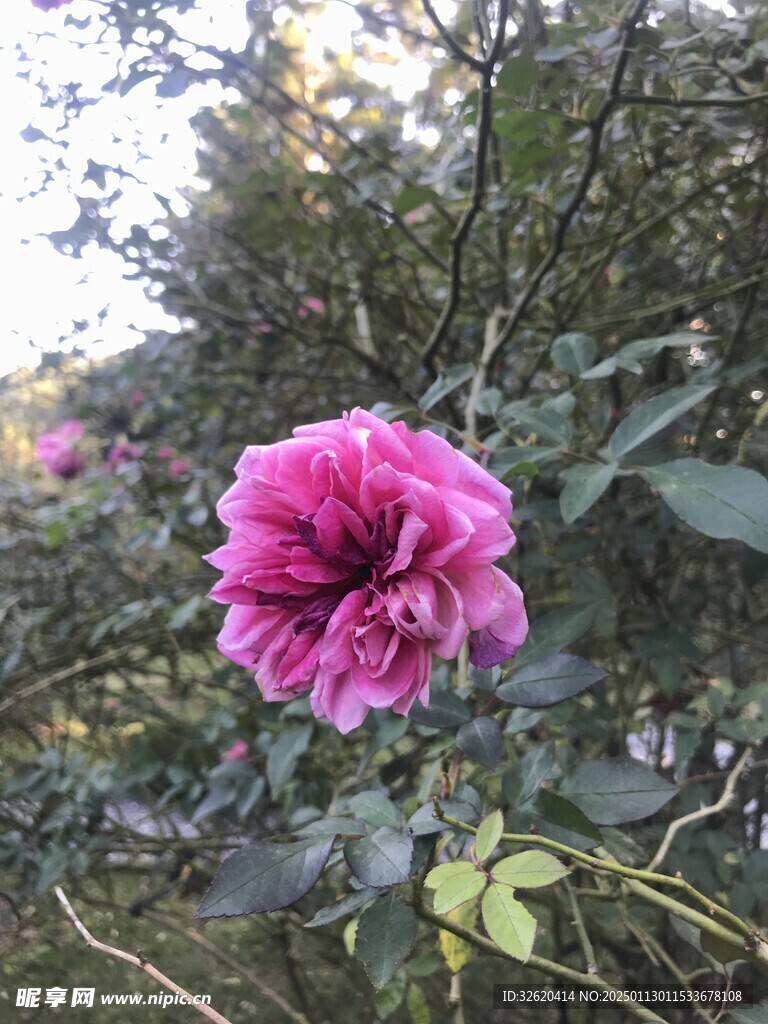 月季花