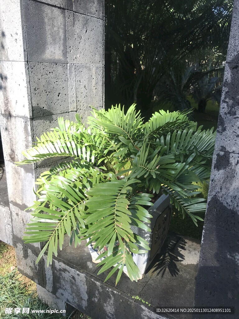 盆栽 盆景