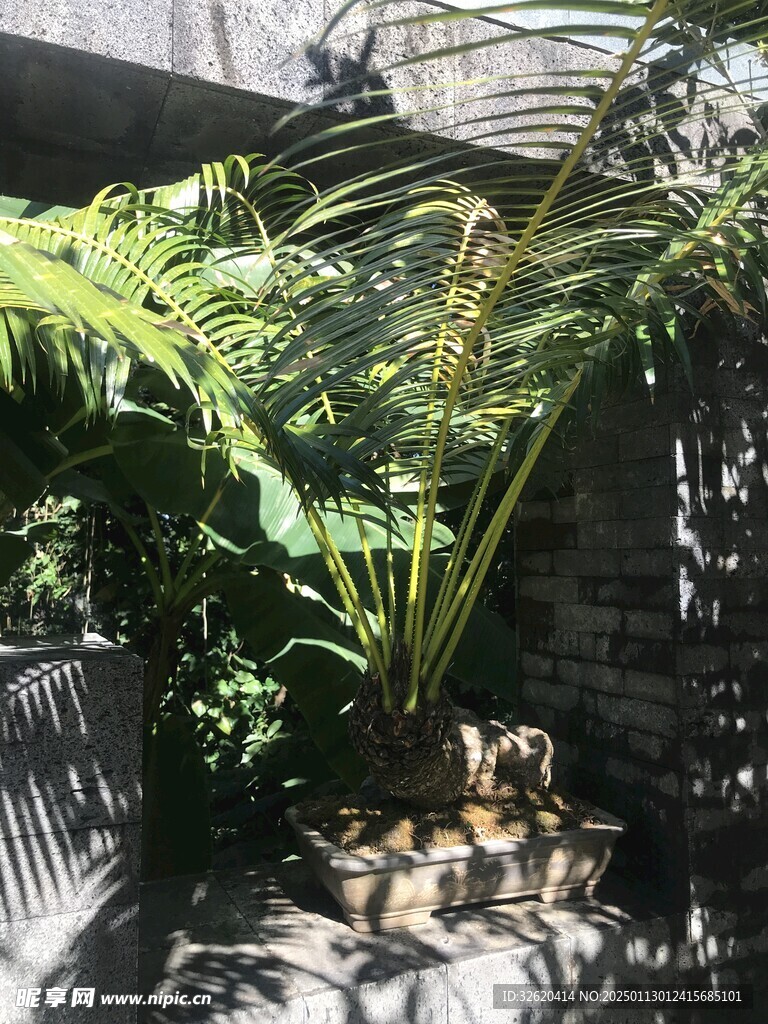盆栽 盆景