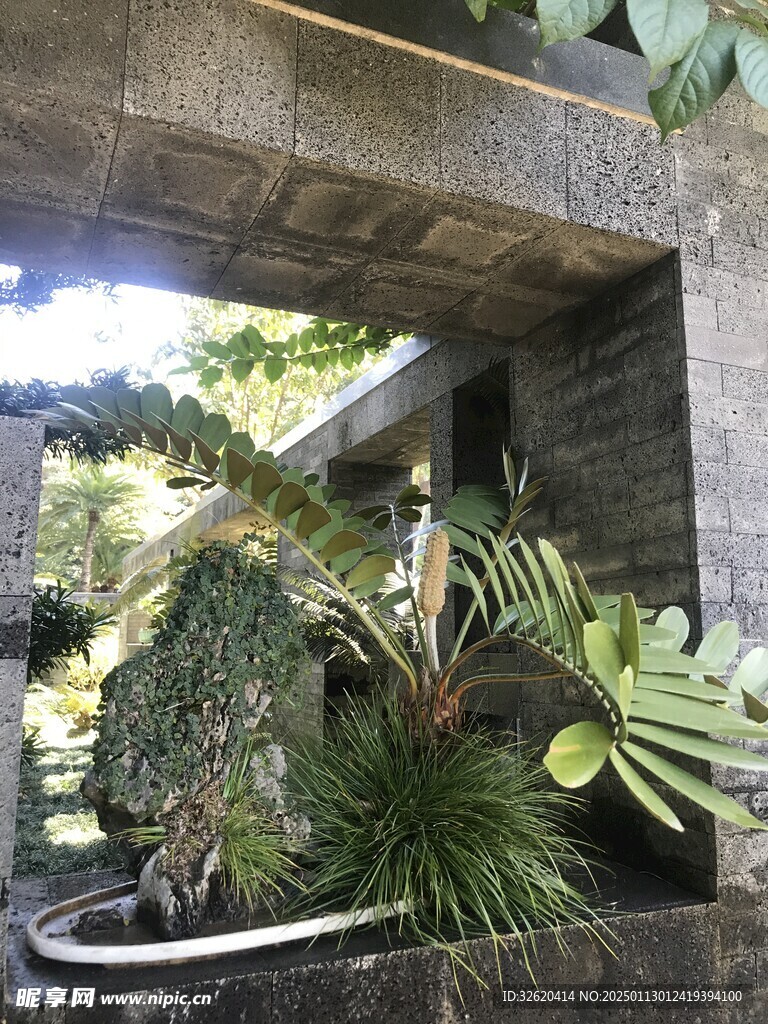 盆栽 盆景
