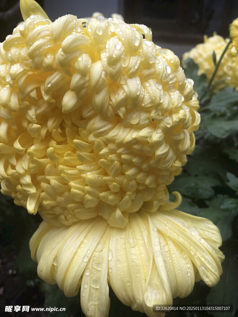 菊花