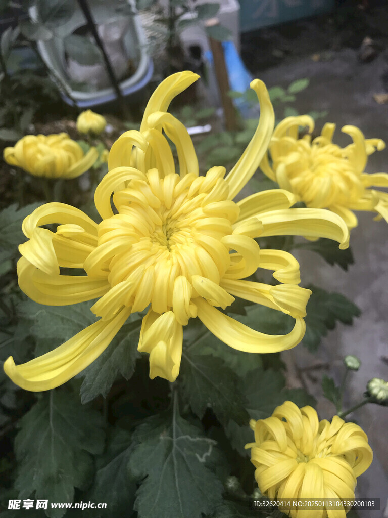 菊花