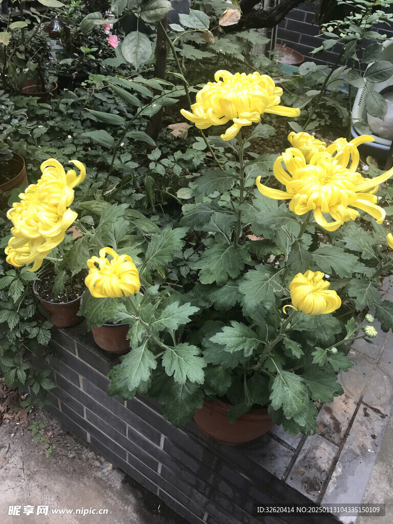 菊花