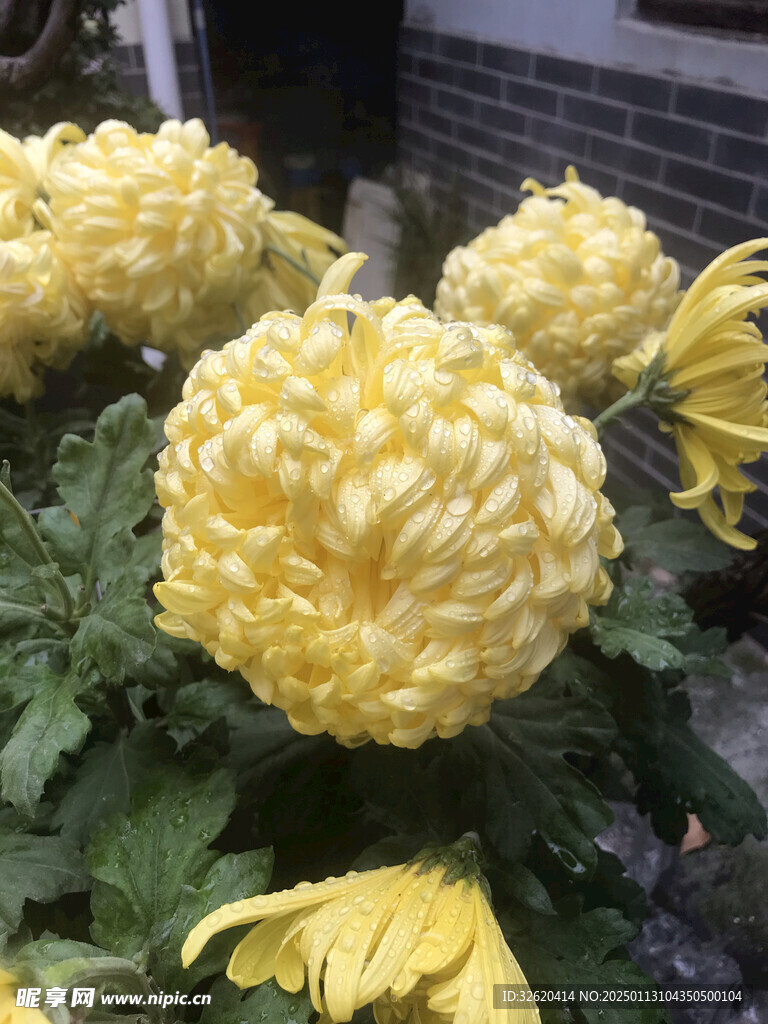 菊花