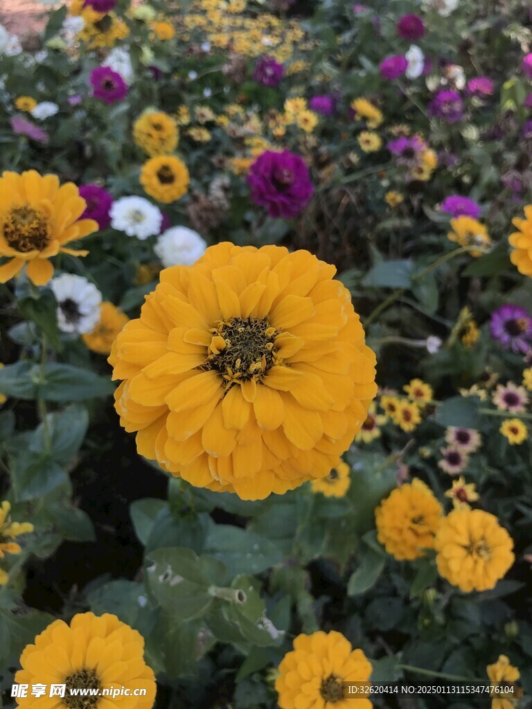 小菊花