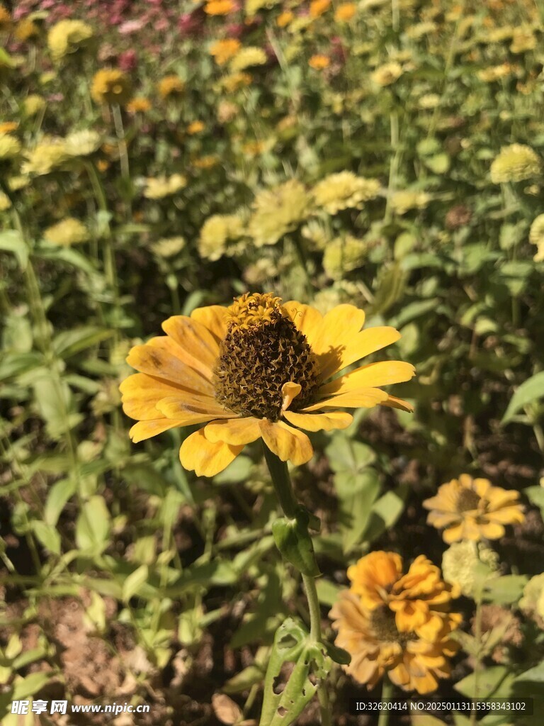 小菊花