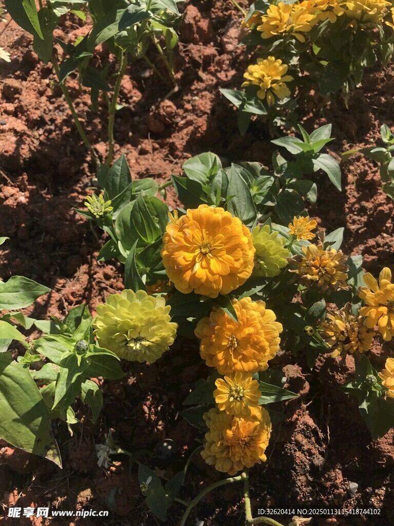小菊花