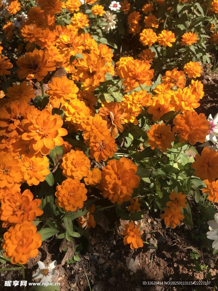 小菊花