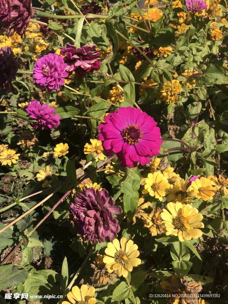 菊花 百日菊