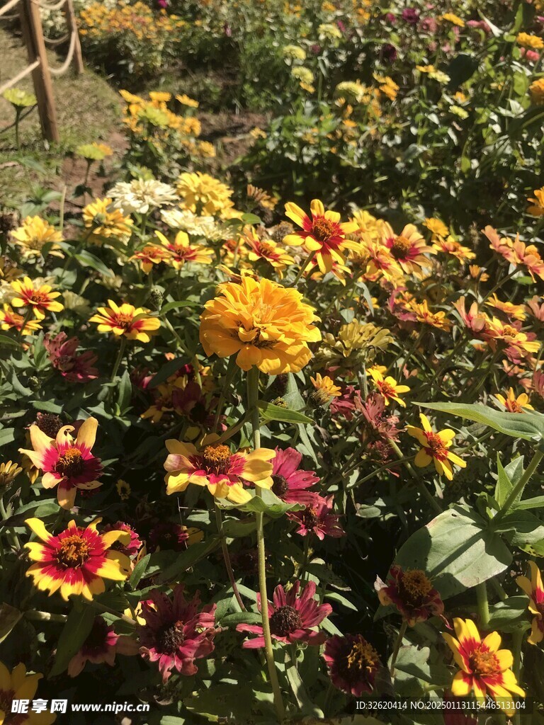 小菊花